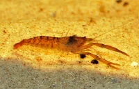 Amazonas kloreje (Euryrhynchus amazoniensis)