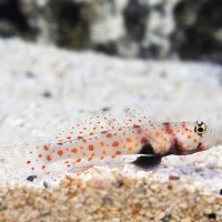 Amblyelectris Guttata Spottet Reje gobi