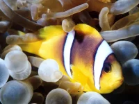 Amphiprion Bicinctus