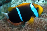 Amphiprion Chrysopterus