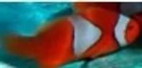 Amphiprion Percula White Opdrættet