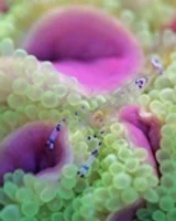 Anemone (Entacmea quadricolor) Bright Green