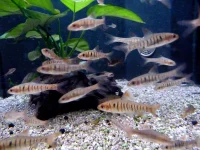 Angola Barbe (Barbus fasciolatus)