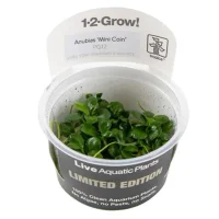Anubias barteri 'Mini Coin' limited edition