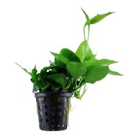 Anubias barteri var. nana Large potte