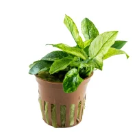 Anubias barteri var. nana Pinto potte