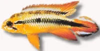 Apistogramma agassizii Dobbelt red