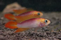 Apistogramma agassizii Fire Red