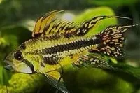 Apistogramma cacatuoides Cacadu