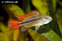 Apistogramma cacatuoides dobbelt red