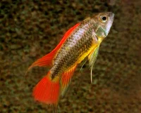 Apistogramma cacatuoides orange