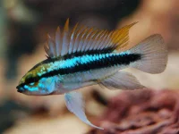Apistogramma trifasciata