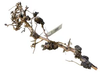 Aquascaping Root 25-35 cm