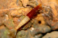 Aristocrat Kardinalreje (Caridina aristocrat)