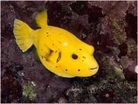 Arothron citrinellus Golden Puffer