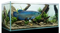 Asiatisk Arowana Bluebase - Scleropages formosus