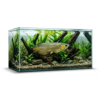 Asiatisk Arowana Golden Crossback - Scleropages formosus