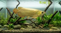 Asiatisk Arowana Golden Highback - Scleropages formosus