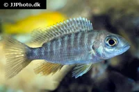Aulonocara Maylandi