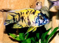 Aulonocara sp. calico
