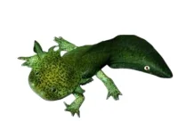 Axolotl (Ambystoma Mexicanum Green) - det evige larvestadie i akvariet