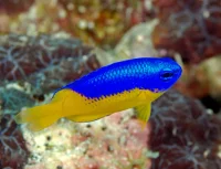 Azure Damsel (Chrysiptera hemicyanea)