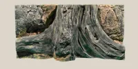 Back to Nature Amazonas 80 cm