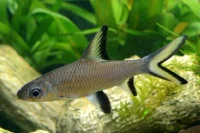 Bali haj (Balantiocheilos melanopterus)