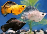 Ballon molly mix (Poecilia sp.)