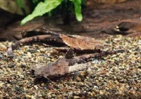Banjo malle (Bunocephalus coracoideus)