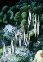 Barberblads-fisk (Aeoliscus strigatus)