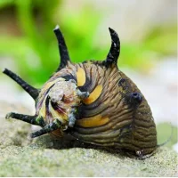Behåret snegl  Neritina sp. (Sun)