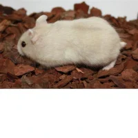 Beige Dværghamster (Phodophus sungorus)