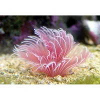 Bispira Guinensis Pink Børsteorm