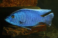 Blå Ahli (Sciaenochromis fryeri)
