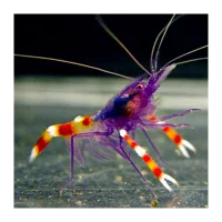 Blå Håndboldmålreje (Stenopus tenuirostris)