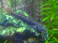 Blå Neon goby (Stiphodon sp. undio blue)