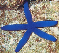 Blå Søstjerne (Linckia laevigata)
