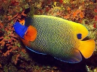 Blåhoved brillekejser (Pomacanthus xanthometopon) medium