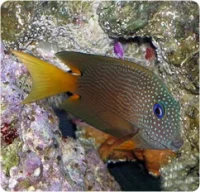Blåøjet Kirurg (Ctenochaetus binotatus)