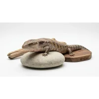 blåtunget skink (Tiliqua scincoides) voksen