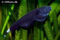 Black Ghost (Apteronotus albifrons)
