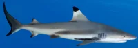 Black tip reef shark (Carcharhinus melanopterus)