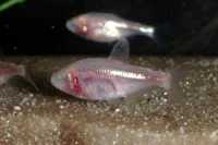 Blind hulefisk (Astyanax jordani)