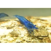 Blue Diamond Dværgreje (Neocaridina davidi)
