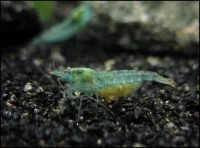 Blue Pearl Dværgreje (Neocaridina zhangjiajiensis sp. Blue Pearl)