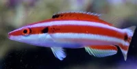 Bodianus Sepiacaudus
