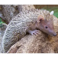 Børstesvin Lesser Madagascar Tenrec