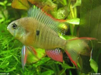 Boliviansk Sommerfuglecichlide (Mikrogeophagus altispinosus)