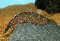 Borneo Finnesuger (Gastromyzon Sp.)